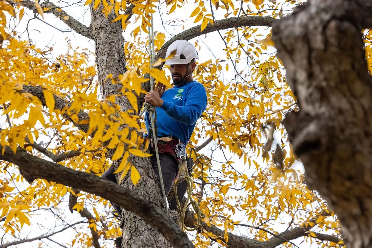 Skilled Tree Pruning crew working in Mc Kean